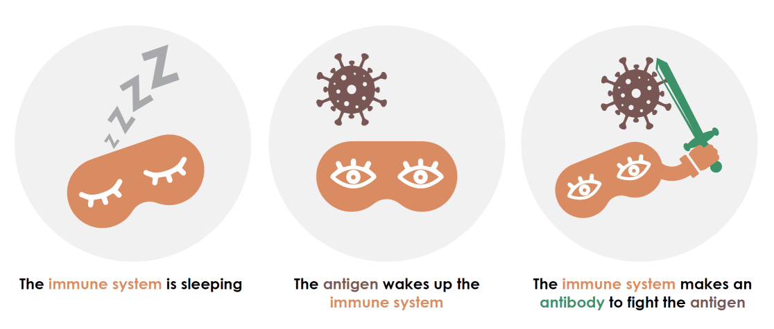 Diagram says: The immune system is sleeping. The antigen wakes up the immune system. The immune system makes an antibody to fight the antigen. 