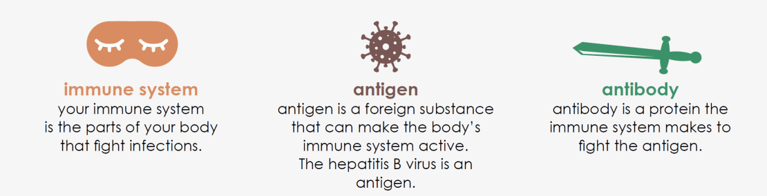 Diagram says your immune system is the parts of your body that fight infections. Antigen is a foreign substance that can make the body’s immune system active. The hepatitis B virus is an antigen. Antibody is a protein the immune system makes to fight the antigen.